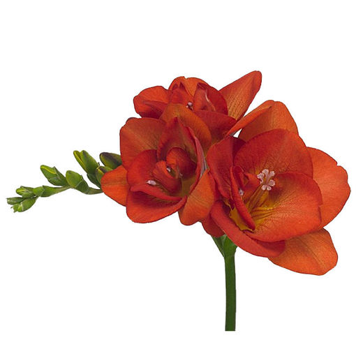 Picture of Fressia Red Beauty