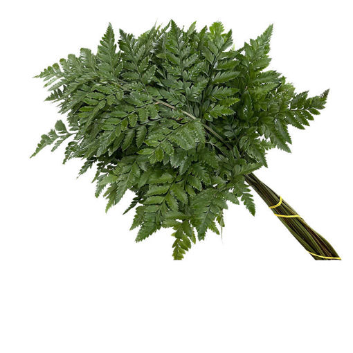 Picture of Leather Leaf | Junior