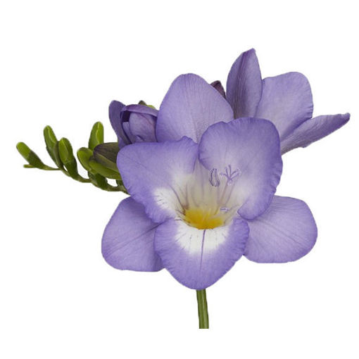Picture of Freesia Palermo