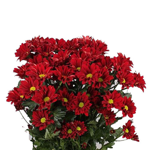 Picture of Chrysant. Spray Merlot