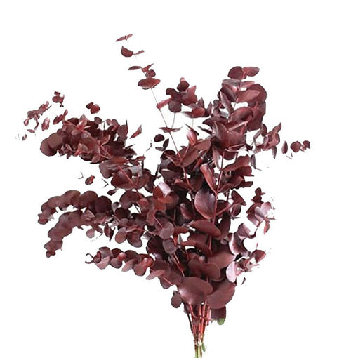 Picture of Eucalyptus Cinerea Red