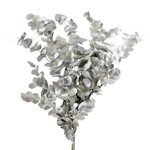 Picture of Eucalyptus Cinerea Platinum