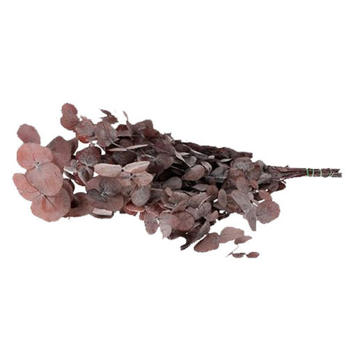 Picture of Eucalyptus Cinerea Preserved Red