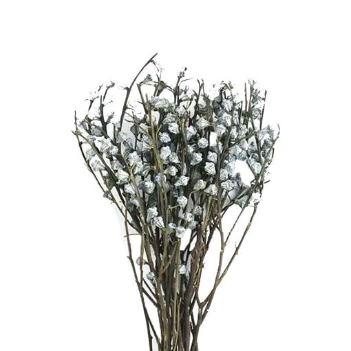 Picture of Eucalyptus Berries
