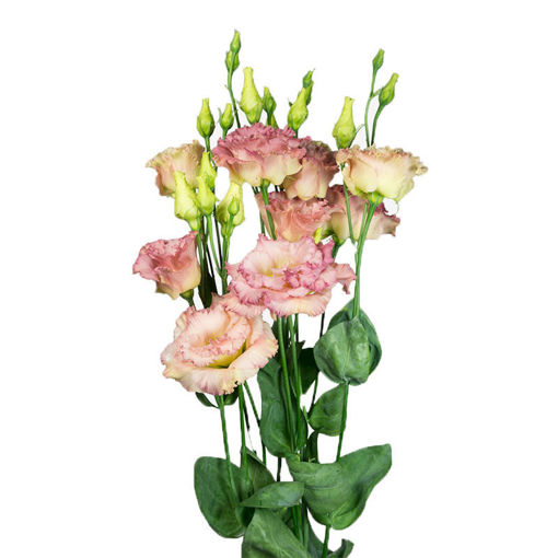 Picture of LIsianthus Alissa Champagne