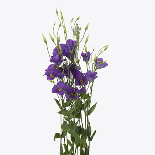 Picture of LIsianthus Botanical Blue