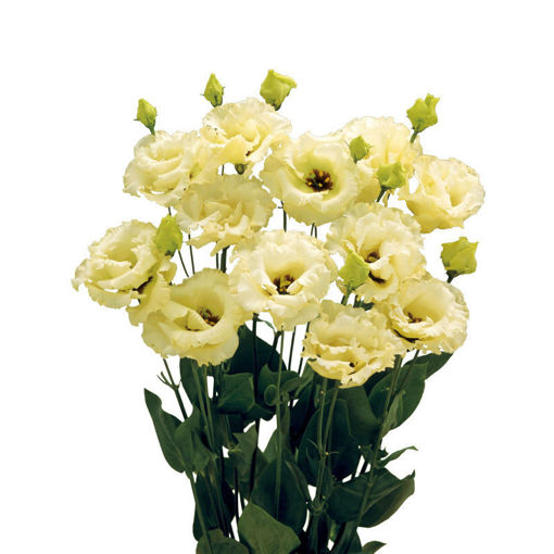 Picture of Lisianthus Corelli Yellow