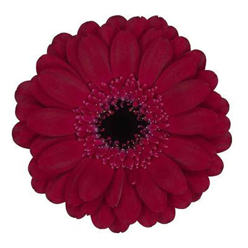 Picture of Germini Diana