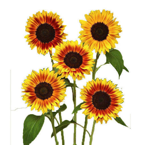 Picture of Helianthus Ziggy