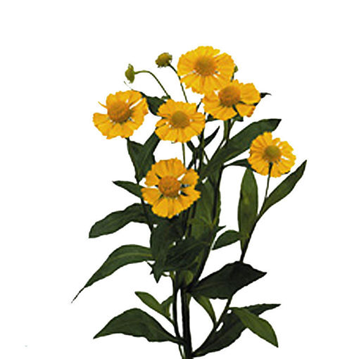 Picture of Helinium Kanaria