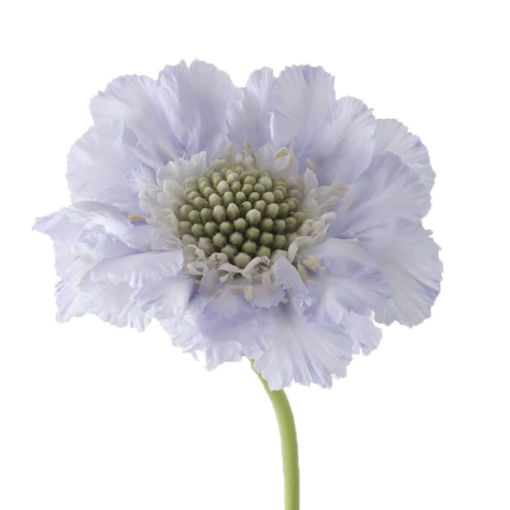 Picture of Scabiosa Caucasica Lisa