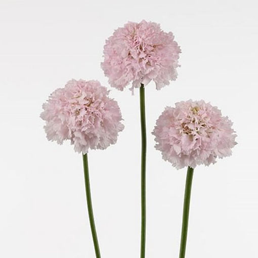 Picture of Scabiosa French Vanilla