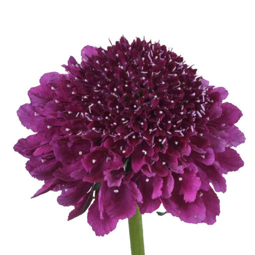 Picture of Scabiosa Purple Scoop