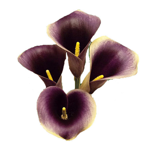 Picture of Calla Lilly Captain Ranomi