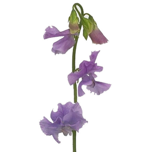 Picture of Lathyrus Sunshine Lavender