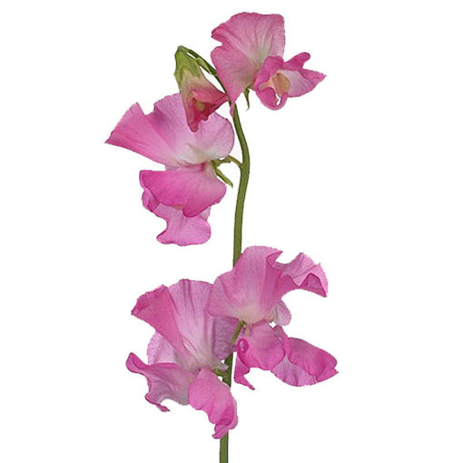 Picture of Lathyrus Sunshine Rose
