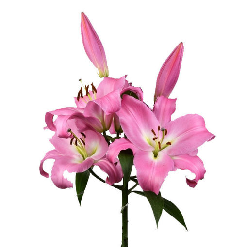 Picture of Lillium Oriental Table Dance