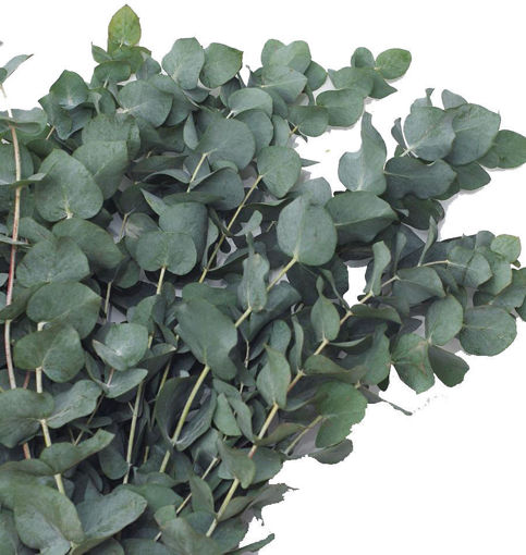Picture of Eucalyptus Cinerea