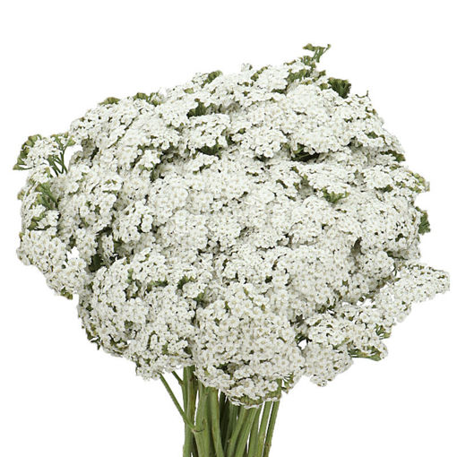 Picture of Achillea Brave Marble