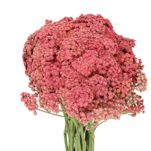 Picture of Achillea Brave Ruby