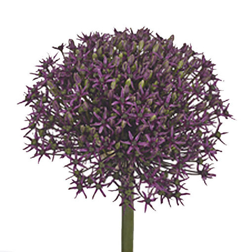 Picture of Allium Cherry