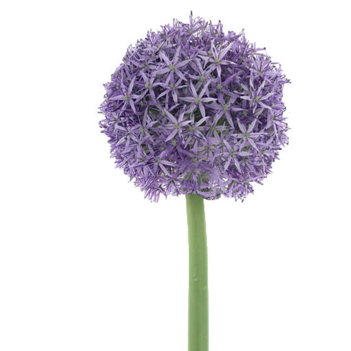 Picture of Allium Jackpot