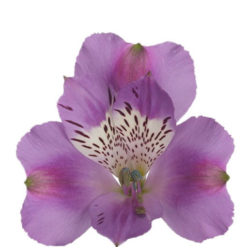 Picture of Alstroemeria Antaris