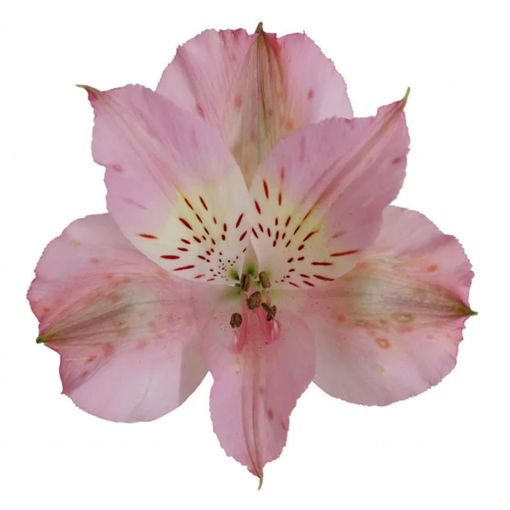 Picture of Alstroemeria Stephanie
