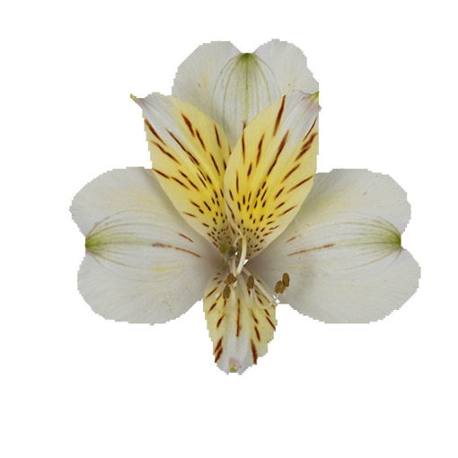Picture of Alstroemeria Cream Valley