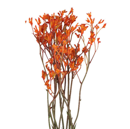 Picture of Anigozanthos Golden Girl