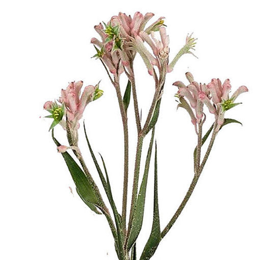 Picture of Anigozanthos Mini Pearl Pink
