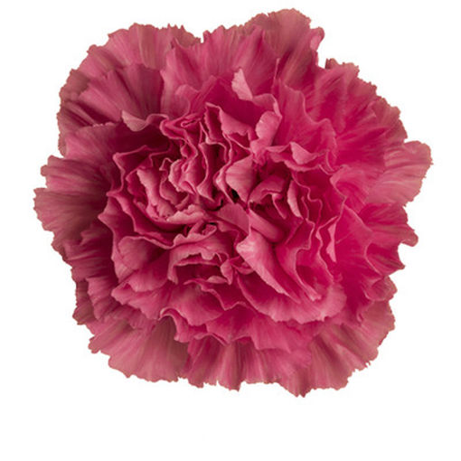 Picture of Carnation Tonic Golem