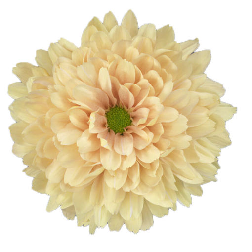 Picture of Chrysant. Disbud Kalimba Salmon