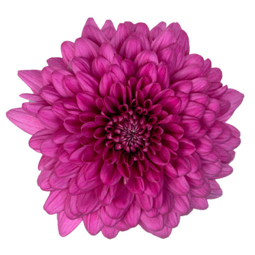 Picture of Chrysant. Disbud Lamira