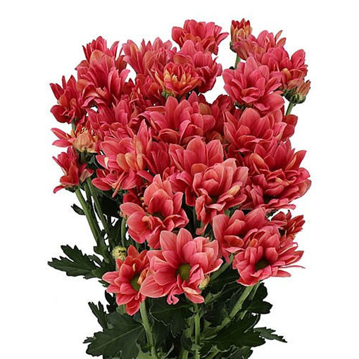 Picture of Chrysant. Spray Balerinas Cherry