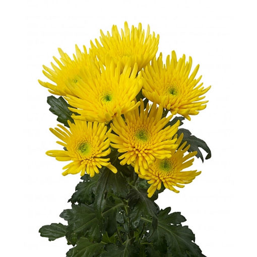 Picture of Chrysant. Spray Bombardino