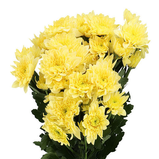 Picture of Chrysant. Spray Pastela Favori