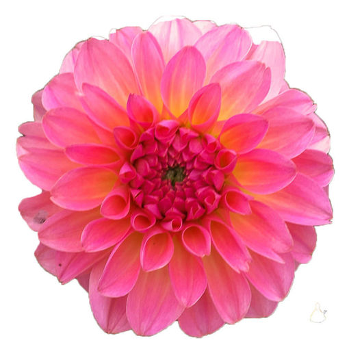 Picture of Dahlia Esli