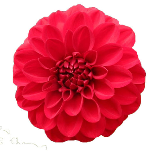 Picture of Dahlia Faith