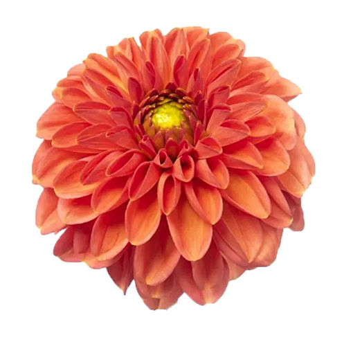 Picture of Dahlia Orange Fox