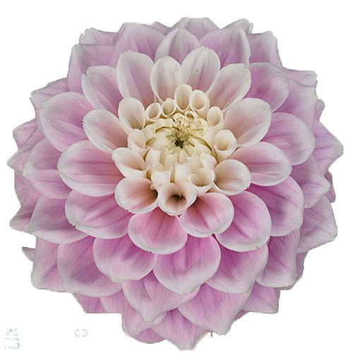 Picture of Dahlia Sweet Love