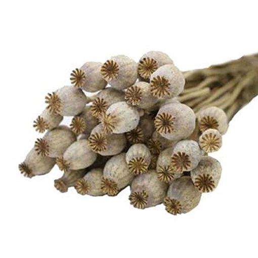 Picture of Dried Natural Poppies  | sleeved