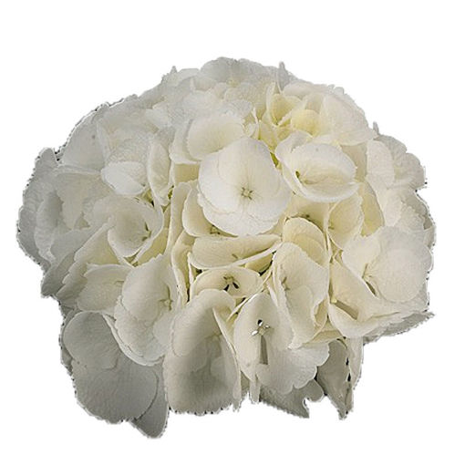 Picture of Hydrangea Schneeball