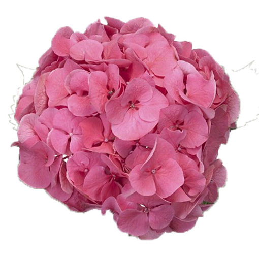 Picture of Hydrangea Sibilla