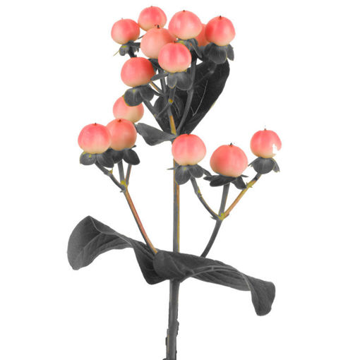 Picture of Hypericum Coco Tiamo