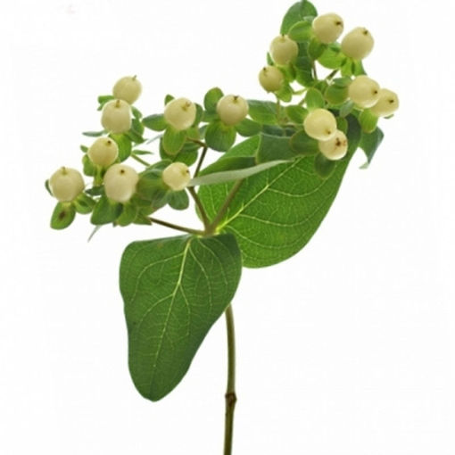 Picture of Hypericum Magical Royal Cream
