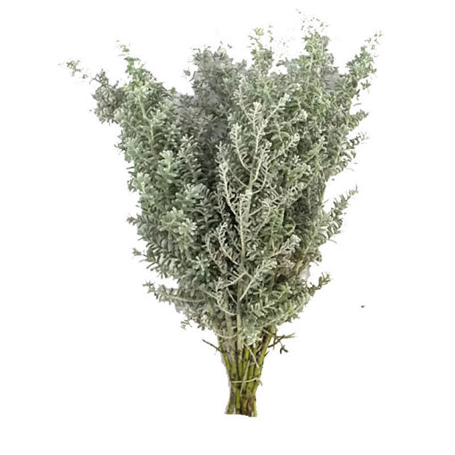 Picture of Kochia Scoparia