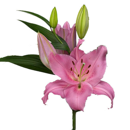 Picture of Lillium Oriental Homerous