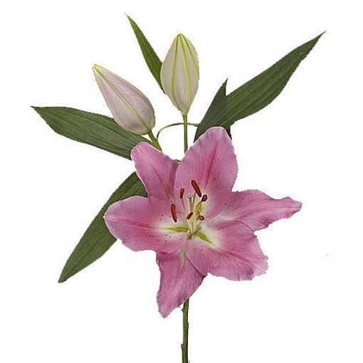 Picture of Lillium Oriental Praiano