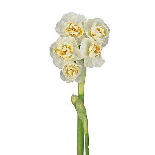 Picture of Narcissus Bridal Crown